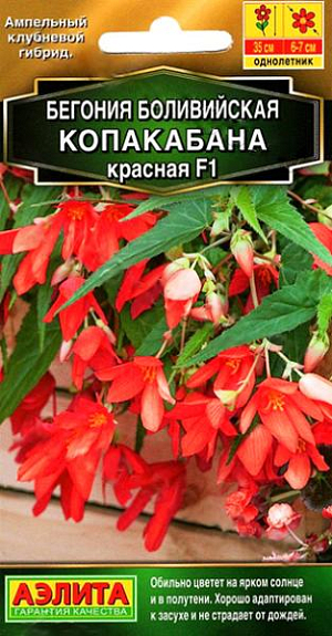 Семена бегония Копакабана красная F1.<br>
 <br>
 Ампельный клубневой гибрид<br>
 <br>
 &nbsp;Эксклюзивный гибрид с ампельным габитусом. Необычайно пластичный к интенсивности освещения – в отличие от других клубневых бегоний, отлично цветет на ярком солнце. Листья при этом выглядят немного бледнее, чем в затенении, но их практически не видно за лавиной белоснежных цветков диаметром 6-7 см. До высоты 35 см. растения имеют прямостоячую форму, далее начинают интенсивно куститься и образуют пышные каскады в вазонах или приобретают стелющуюся форму на клумбах. Гибрид хорошо адаптирован к засухе и не страдает от дождей. Зацветает через 14-15 недель от всходов.<br>
 <br>
Посев. Выращивается через рассаду. Семена в гранулах! Гранулы располагают на поверхности почвы, не заделывая их, хорошо увлажняют из распылителя. При попадании влаги на гранулу оболочка должна раствориться. Посевы накрывают стеклом для сохранения постоянной влажности до полных всходов.Посевам требуется дополнительная подсветка. Сеянцы пикируют в фазе одного настоящего листа.