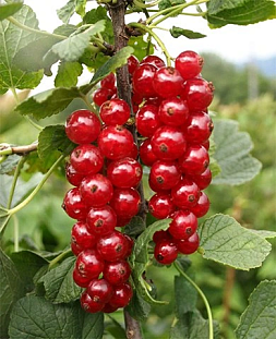 Саженцы Смородина Ильинка