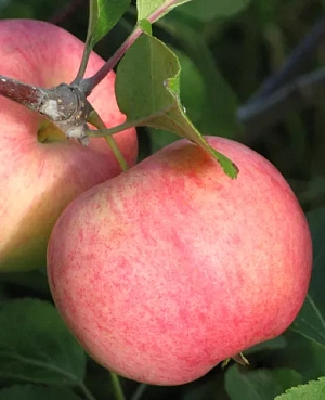 Саженцы Яблоня Соковое-3