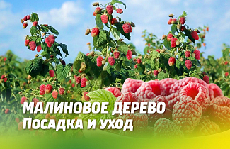 МАЛИНОВОЕ ДЕРЕВО. ПОСАДКА И УХОД. ЛУЧШИЕ СОРТА ДЛЯ ВЕСЕННЕЙ ПОСАДКИ