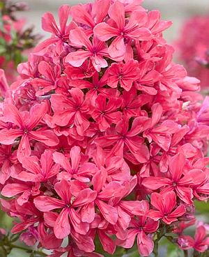 Саженец Флокс метельчатый Клеопатра