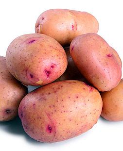 Семенной Картофель Жуковский ранний