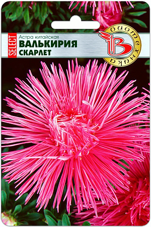  
 Семена Астра китайская Валькирия Скарлет.
 
 
 Эта серия с более стабильными свойствами, чем предыдущее поколение. Удалось улучшить выравненность цветков и повысить декоративность растений.
 
 Основное назначение группы - срезка, но они хороши, также в групповых посадках.
 
 Высадка: март-апрель для цветения в августе-сентябре. Семена равномерно распределяют по поверхности подготовленного стерильного (для избежания поражения сеянцев черной ножкой) субстрата, слегка присыпают, проводят полив теплой водой. Субстрат должен быть легким и мелкодисперсным.
 
 Прорастание: 7-14 дней при температуре 15-21 °С.
 
 Пикировка: в фазе 2-3 настоящих листьев растения пикируют в горшки диаметром 6 см. Оптимальная температура при выращивании 15-16°С.
 
 Высадка в грунт: рассаду высаживают в грунт в возрасте 40-50 дней. При высадке рекомендуется схема 15x20 см., 32 растения на кв.м. Температура 16-18°С.
 
 Грунт: богатые гумусом, легко суглинистые почвы, pH 5,5-6,5.
 
 Удобрение: комплексное минеральное, с преобладающим содержанием азота.
 
 Особенности: не рекомендуется выращивать астры на одном месте более одного года. Растения склонны к поражению фузариозом (необходимо заранее проводить соответствующие обработки). Предпочитают хорошо освещенные участки.
 