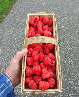 Саженцы Малина Каскад делайт