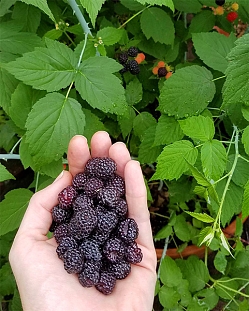Саженцы Малина Черный бриллиант