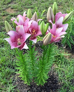 Лилия ЛА-гибрид Свит Шугар