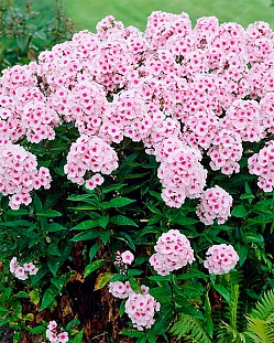 Флокс метельчатый Брайт айс