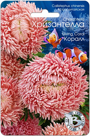 <blockquote>
</blockquote>
 Семена Астра китайская Хризантелла Корал.
<div>
 Профессиональная серия для срезки .Сочетание качества и стойкости хризантемы и очарование астры .Соцветия диаметром от 12 до 15 см., настолько прочные, что не повреждаются любым дождем .Мощная корневая система обеспечивает устойчивость к полеганию.<br>
 <br>
 Новейшее направление в селекции и качестве астры, выращиваемой из семян.
</div>
<p>
 Удалось получить сочетание качества и стойкости хризантемы и очарование астры.
</p>
<p>
 Впервые представляется селекционная группа астры, объединенная не только общими ботаническими признаками, но и впечатлением, ассоциациями и переживаниями.
</p>
<p>
 Хризантелла – настроение, воплощенное в цветке.
</p>
<p>
 Форма цветка и расцветка подтверждена грунт-контролем данной партии. Однородность растений обеспечена калибровкой семян.
</p>
<p>
 Высота растения 60-80 см., стебель толстый и жесткий, активно формирует цветоносы второго порядка, которые дают 10-15 цветков на куст.
</p>
<p>
 Посев: апрель-начало мая для цветения в августе-сентябре. Семена равномерно распределяют по поверхности подготовленного стерильного (для избежания поражения сеянцев черной ножкой) грунта, слегка присыпают субстратом, полив теплой водой.
</p>
<p>
 Прорастание: 12-16 дней при температуре 15-16 °С.
</p>
<p>
 Пикировка: в фазе 2-3 настоящих листьев растения пикируют в горшки диаметром 6 см. Оптимальная температура при выращивании 14-16°С.
</p>
<p>
 Высадка в грунт: рассаду высаживают в грунт в возрасте 40-50 дней. При высадке рекомендуется схема 15x20 см, 32 растения на м кв.
</p>
<p>
 Грунт: богатые гумусом суглинистые почвы, рН 5,5-6,5.
</p>
<p>
 Удобрение: комплексное минеральное, с преобладающим содержанием азота.
</p>
 Особенности: не рекомендуется выращивать астры на одном месте более одного года. Не допускать плотных посадок, чтобы избежать поражения грибковыми заболеваниями.<br>
 <br>