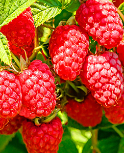 Саженцы Малина Конёк-Горбунок