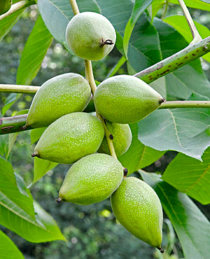 Саженцы Орех Маньчжурский