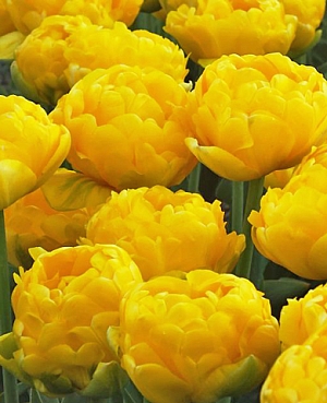 Тюльпан махровый поздний Йеллоу Помпонет