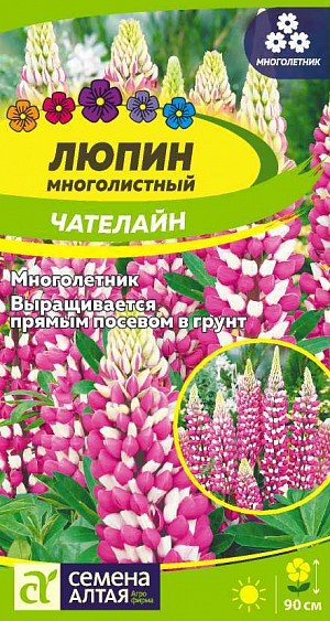 Семена Люпин Чателайн<br>
 <br>
 Нарядный эффектноцветущий травянистый многолетник, называемый «королем сада». Растение образует несколько цветоносов высотой до 90 см, которые в нижней части украшены красивыми пальчато-сложными листьями на длинных черешках, сверху несут длинные (до 40 см) плотные кистевидные соцветия, собранные из ярко-розовых с белым верхним лепестком цветков. Станет прекрасным украшением для неприглядной территории, при этом благотворно воздействует на почвенный состав. Используется как акцентное растение, является ярким компонентом миксбордеров, клумб, рабаток. Светолюбивое зимостойкое растение, обогащающее почву азотом. Предпочитает солнечное местоположение. К почвам нетребовательно, но лучшего развития достигает на суглинистых слабокислых или слабощелочных почвах без свежей органики. Посевы на рассаду проводят в начале марта, лучше сеять в торфяные горшочки.&nbsp;<br>