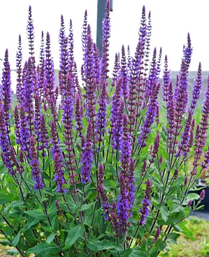 Шалфей дубравный Карадонна