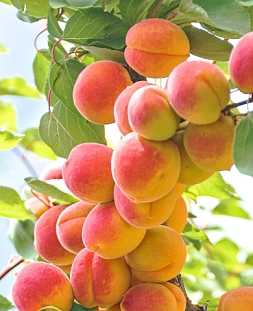 Саженцы Абрикос колонновидный Санни