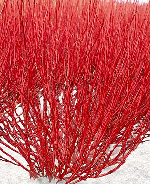 Дёрен белый Ред Гном