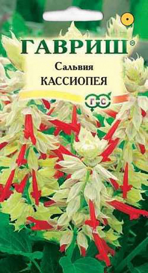 Семена Сальвия Кассиопея.
Роскошное растение из семейства Губоцветные, образует густо облиственный, компактный кустик высотой 20-25 см, с прочными, темно-зелеными побегами. Двуцветные белого и ярко-красного оттенка, собраны в пышное кистевидное соцветие. Цветение раннее, обильное и продолжительное с июня до заморозков. Предпочитает солнечные участки с рыхлыми, умеренно плодородными почвами, может расти в полутени. Выращивают рассадным способом. Для получения рассады посев проводят в феврале-марте. Всходы появляются на 10-15 день. Рассаду высаживают в начале июня, после окончания весенних заморозков на расстоянии 20-25 см. Для более обильного цветения рекомендуется прищипывать молодые растения. 
Используют для оформления клумб, посадки группами на газоне, в рабатки и балконные ящики.