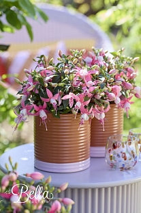 Набор фуксий №1