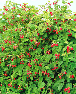 Саженцы Малиновое дерево Сказка