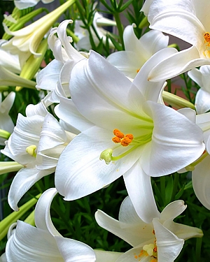 Лилия лонгифлорум Сноу Квин