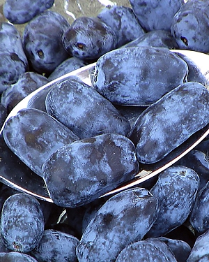 Саженцы Жимолость Индиго Трит