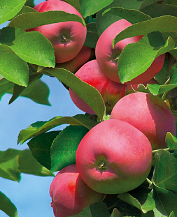Саженцы Яблоня колонновидная Аркаим