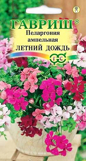 Семена Пеларгония Летний Дождь ампельная.
Растение с тонкими, крепкими, ниспадающими побегами, длиной 80-100 см из семейства Гераниевые. Листья мясистые, щитковидной формы, гладкие, блестящие, 5-8 см шириной, похожи на листья плюща. Цветки простые, звездчатые, собраны по 5-8 штук в зонтиковидные соцветия разнообразных тонов. Цветение начинается в конце мая и продолжается все лето. 
Пеларгония светолюбива, неприхотлива в культуре, легко переносит недостаток влаги. Размещают растение на солнечных восточных и западных окнах. В теплое время года любит обильный, частый полив. Зимой, в зависимости от температуры, поливают умереннее. Подкармливают растение минеральными удобрениями, обогащенными калием. Для получения цветущих растений к началу лета посевы производят с декабря по февраль, используя в качестве субстрата чистый торф или смесь торфа с песком. Для комнатного использования высевают в марте-апреле. Всходы обычно появляются через 1,5-2 недели после посева. В фазе двух-трех настоящих листьев растения пикируют в горшки. Для лучшего кущения рассаду прищипывают над пятым - шестым листом. Летом пеларгонию желательно выносить на свежий воздух, а зимой устанавливать в прохладной светлой комнате с температурой 10-12 °C. Щитковидная пеларгония отлично подойдет как контейнерное растение для подвесных корзин, оконных ящиков и настенных кашпо. Также ее можно высаживать под большими деревьями для создания долгоцветущего почвенного покрова.