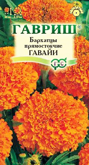 Семена Бархатцы Гавайи прямостоячие.<br>
 Однолетнее растение семейства Сложноцветные высотой 80 см, сильно ветвистое от основания, боковые побеги отклоненные. <br>
Соцветия-корзинки до 15 см в диаметре, густомахровые, шаровидные, темно-оранжевые. В открытый грунт можно высевать в конце мая — начале июня. Всходы появляются на 5-10 день. Почву желательно накрыть нетканым материалом (акрил, лутрасил). В этом случае сеять можно на неделю-полторы раньше обычных сроков и тем самым ускорить цветение. На рассаду сеют в конце марта – начале апреля. Цветение начнется в июне. Бархатцы используют во всех видах цветников. Они хорошо растут в горшках, вазонах, балконных ящиках, в сочетании с примулами и цинерариями. Осенью цветущие растения можно перенести в комнату, где они прекрасно растут в течение всей зимы, а весной, высаженные в открытый грунт, образуют большой цветущий куст.