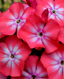 Флокс Клементина