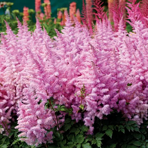 Астильба Айскрим