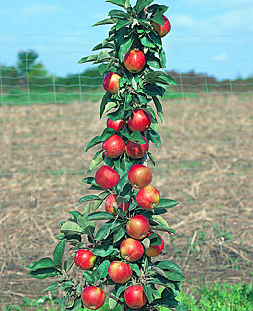Саженцы Яблоня Московское ожерелье