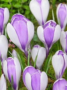 Крокус Уэйл Шарк