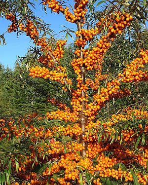 Саженцы Облепиха Злата