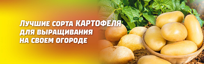 ЛУЧШИЕ СОРТА КАРТОФЕЛЯ ДЛЯ ВЫРАЩИВАНИЯ НА СВОЕМ ОГОРОДЕ ЛУЧШИЕ СОРТА КАРТОФЕЛЯ ДЛЯ ВЫРАЩИВАНИЯ НА СВОЕМ ОГОРОДЕ