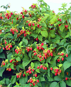 Саженцы Малиновое дерево Таруса