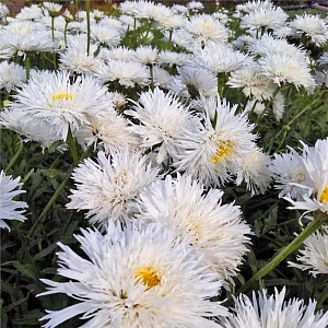 Нивяник наибольший Аглая