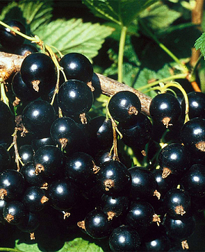 Саженцы Смородина Сокровище