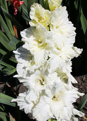 Гладиолус Айвори Присцилла