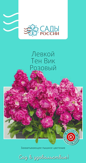 Левкой Тен Вик Розовый

Кустик крепкий, ветвистый, компактный. Соцветия плотные многочисленные, цветки махровые розовые диаметром 4 см. Чтобы продлить цветение и улучшить окраску цветков, растения необходимо высаживать на открытых солнечных и хорошо продуваемых местах. Холодостойкий. После дождей и поливов почву нужно рыхлить, не давая застаиваться воде.