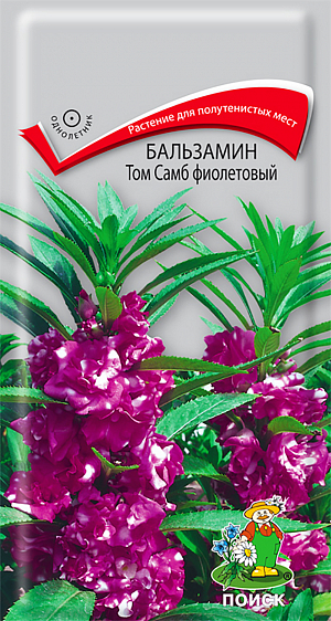 Семена Бальзамин Том Самб фиолетовый.
Непревзойденное растение для полутенистых мест. Компактный куст с густой листвой, высотой около 30-45 см. 
Цветы очень изящные, фиолетовые. Цветет обильно с июня по сентябрь. 
Используют для клумб, рабаток, на срезку и как горшечную культуру. 
Агротехника. Растение теплолюбивое, хорошо растет на открытых солнечных местах или в полутени. 
Обильно цветёт на лёгких, плодородных почвах. Посев семян производят в рассадные ящики в марте-апреле. 
Семена засыпают мелкозернистым песком слоем 3 мм и поддерживают постоянную влажность. 
При температуре почвы +18-20°C всходы появляются через 15 дней. Сеянцы пикируют в горшочки по одному растению.
 В грунт высаживают по окончании заморозков с комом земли. Расстояние между растениями 15-20 см