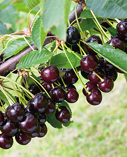 Саженцы Черевишня Дюк Кормилица