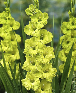 Гладиолус Грин Стар