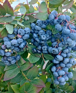 Саженцы Голубика Хардиблю