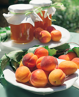 Саженцы Абрикос Триумф Северный (полукарлик)