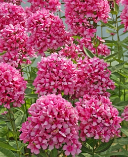 Флокс метельчатый Мисс Эли