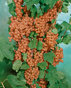 Саженцы Смородина Розовый жемчуг