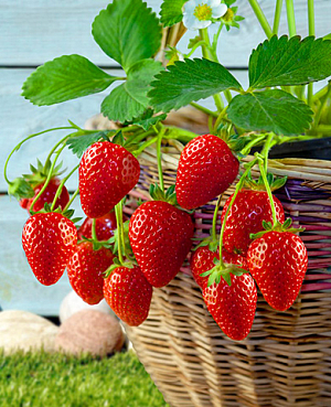 Саженцы Земклуника Боярыня