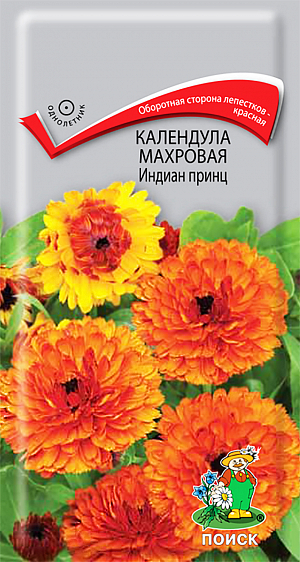 Семена Календула Индиан принц Махровая.
Махровые крупные цветы с необычной двухцветной окраской. Растение густоветвистое, высотой около 60 см. Соцветия крупные с черепитчато-расположенными язычковыми цветками, ярко-оранжевыми сверху, с оборотной стороны коричнево-красными. Цветёт с июля по сентябрь. Используют для клумб, рабаток, бордюров и срезки.
Агротехника. Растение холодостойкое, выносит заморозки до -5°C. Предпочитает плодородные, увлажненные почвы и солнечное место. Посев семян производят в мае в открытый грунт непосредственно на место. При температуре почвы +20°С всходы появляются через 10-14 дней. Расстояние между растениями 20-25 см. Семена соответствуют требованиям международных стандартов и ГОСТу РФ 12260-81