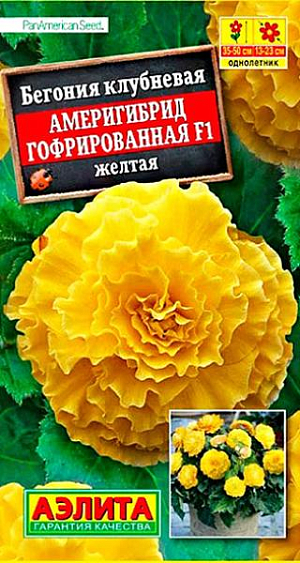 Семена Бегония Америгибрид гофрированная F1 желтая. Феноменально крупный цветок! При хорошем уходе достигает 23 см. в диаметре! Шедевр селекции.&nbsp;Растение имеет кустовой габитус. Высота кус та 35-50 см, ширина – 25-30 см. Роскошными густомахровыми цветками в открытом грунте можно любоваться все лето. При выращивании в горшках бегония цветет с апреля по ноябрь. К концу вегетации формируются клубни&nbsp; диаметром 4-6 см, которые можно сохранить зимой при температуре не выше +10 °С и использовать для посадки в следующем сезоне.<br>
 <br>
 &nbsp;Семена в гранулах! Гранулы располагают на поверхности почвы, не заделывая их, хорошо увлажняют из распылителя. При попадании влаги на гранулу оболочка должна раствориться. Посевы накрывают стеклом для сохранения постоянной влажности до полных всходов. Всходам требуется подсветка, но не более 10 часов в сутки.<br>