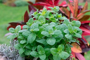 Мята яблочная