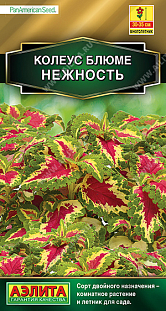 Колеус блюме Нежность Колеус блюме Нежность